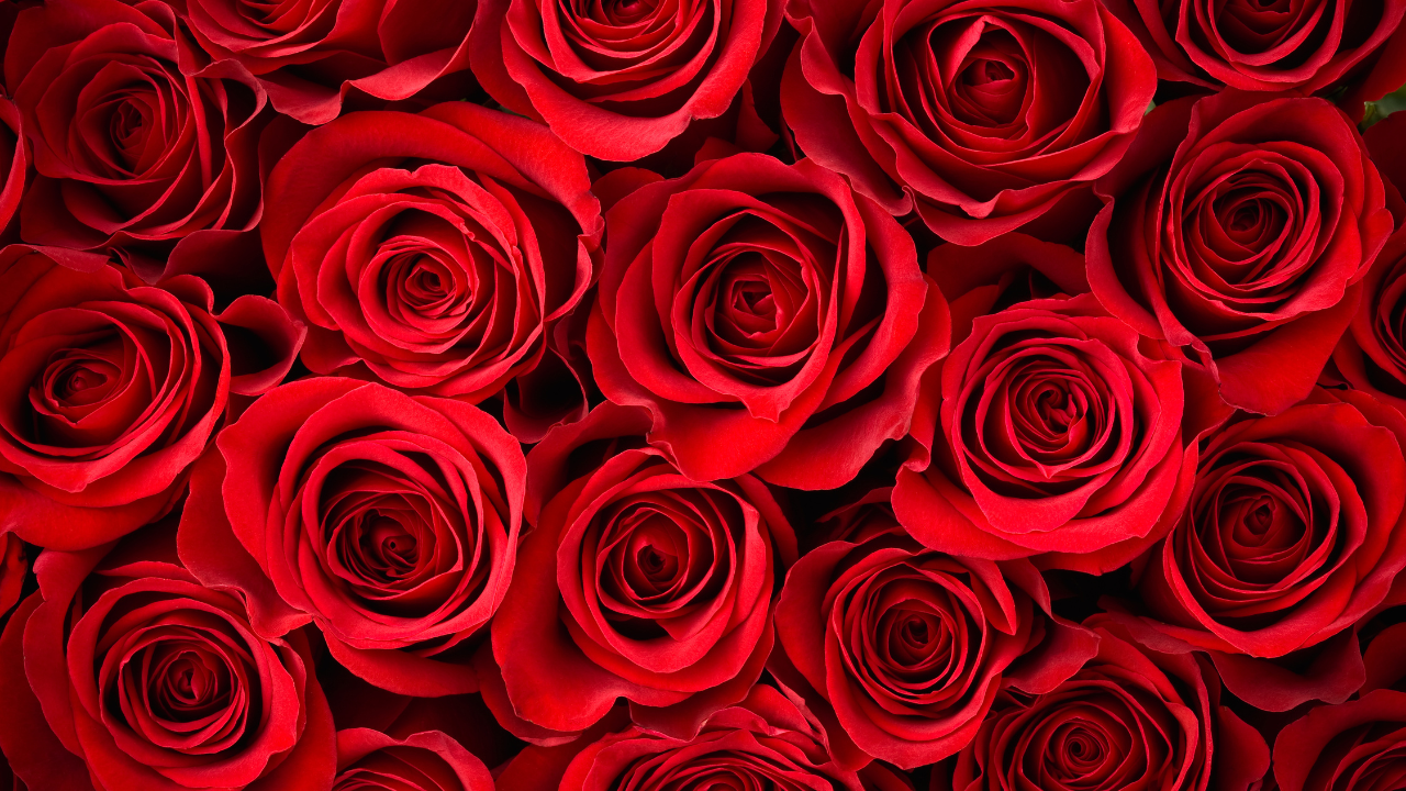 12 Fleurs du Mois de Naissance et Leur Signification ·